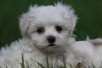 Maltezer teefje puppy, geboren 15 september, eigen kweek, België, Maltezer, CDV (hondenziekte), 8 tot 15 weken