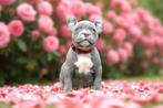 PRACHTIGE AMERICAN BULLY PUPS, België, Overige rassen, 8 tot 15 weken, CDV (hondenziekte)
