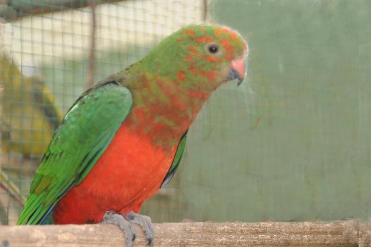 KONINGSPARKIETEN RUILEN, Animaux & Accessoires, Oiseaux | Perruches & Perroquets, Perruche, Plusieurs animaux, Domestique, Bagué