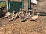 Ganzen kuikens (meerdere soorten), Dieren en Toebehoren, Pluimvee, Meerdere dieren, Gans of Zwaan
