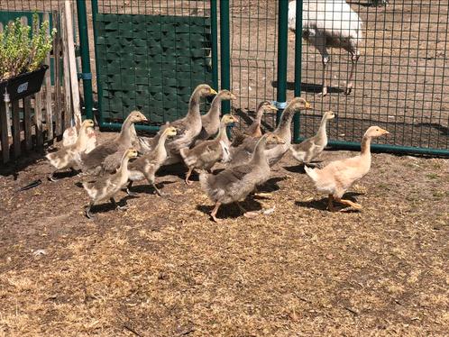 Ganzen kuikens (meerdere soorten), Dieren en Toebehoren, Pluimvee, Gans of Zwaan, Meerdere dieren