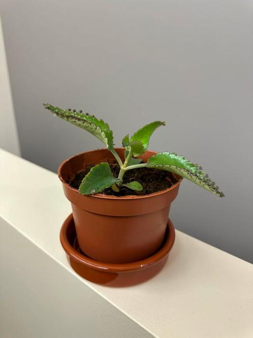 Kalanchoe daigremontiana, Huis en Inrichting, Kamerplanten, Ophalen