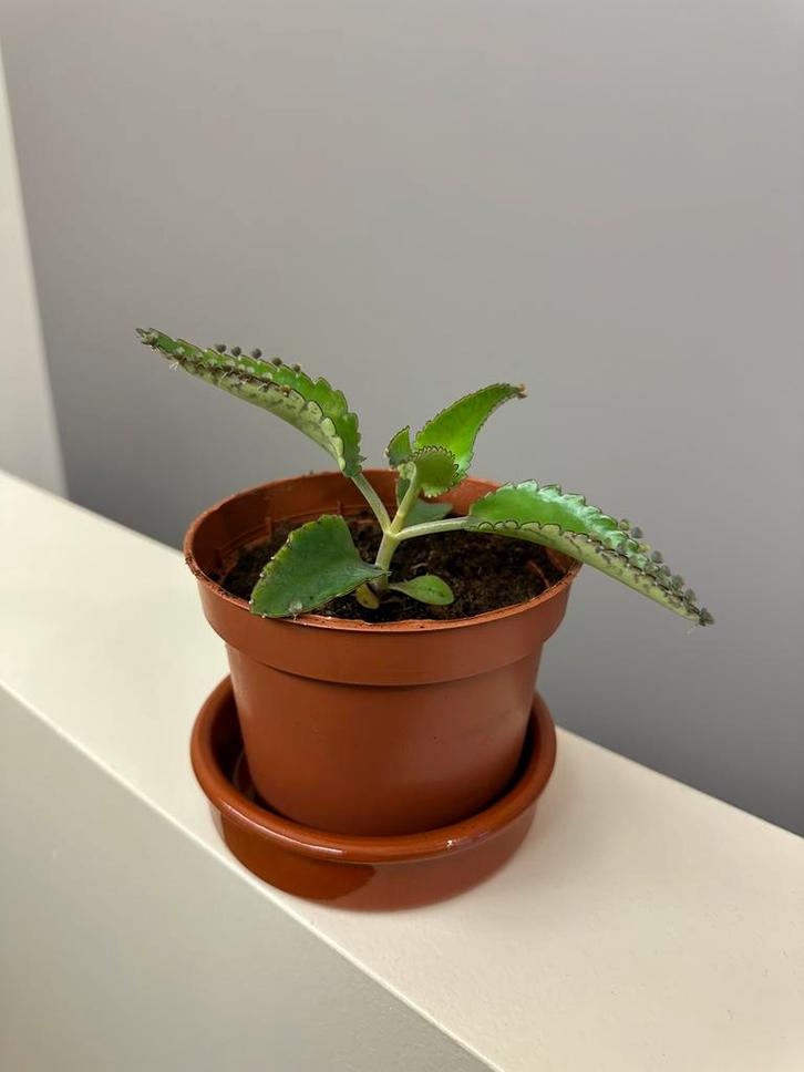 Kalanchoe daigremontiana, Huis en Inrichting, Kamerplanten, Ophalen