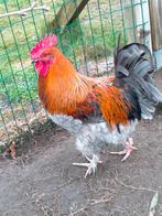 Haan te koop in Zedelgem, Dieren en Toebehoren, Mannelijk