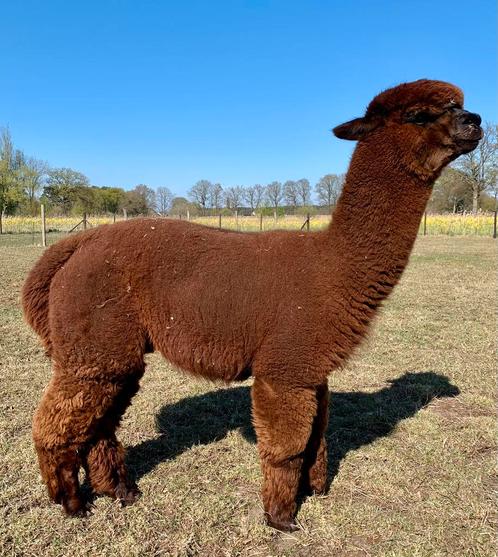 Alpaca hengst, Dieren en Toebehoren, Overige Dieren, Mannelijk