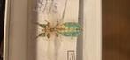 Phyllium male , bladinsect, Ophalen