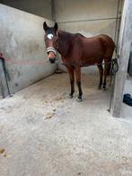 Engelse volbloed van 6 j, Leçons d'équitation ou Stages de poney