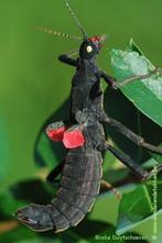 Peruphasma schultei, PSG 270, Dieren en Toebehoren, Wandelende tak