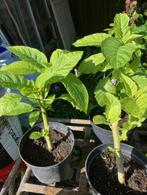 Brugmansia ( Engelentrompet ) roos  - geel  - wit, Jardin & Terrasse, Plantes | Jardin, Enlèvement