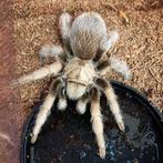 Aphonopelma chalcodes tarantula vogelspin, Animaux & Accessoires, Araignée ou Scorpion