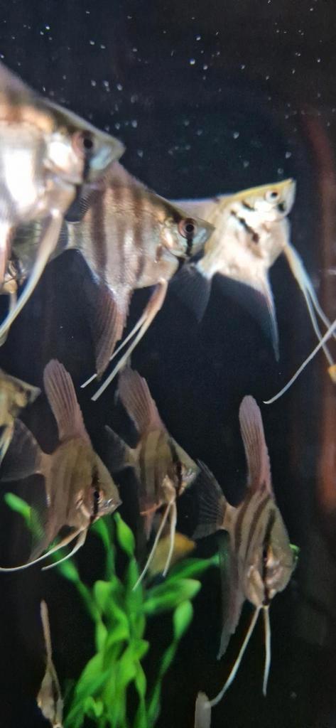 verschillende soorten jonge maanvissen, Dieren en Toebehoren, Vissen | Aquariumvissen