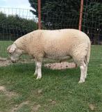 Texelse mannelijke schapen te koop, Dieren en Toebehoren, Mannelijk, Schaap