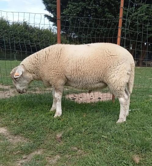 Texelse mannelijke schapen te koop, Dieren en Toebehoren, Schapen, Geiten en Varkens, Schaap, Mannelijk
