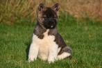 Chiots Akita américains à vendre (les parents sont présents)
