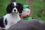 Chiots épagneuls Cavalier King Charles, 15 semaines à 1 an, Étranger, Parvovirose, Plusieurs animaux
