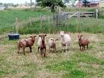 Schapen divers, Mouton, Plusieurs animaux, 0 à 2 ans