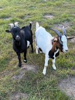 geitenbokjes te koop, Dieren en Toebehoren, Schapen, Geiten en Varkens, Mannelijk, Geit, 0 tot 2 jaar