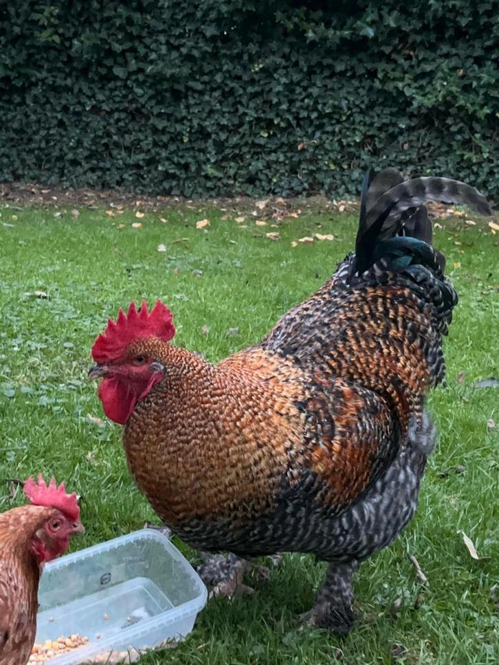 Mechelse koekoek haan ter adoptie, Dieren en Toebehoren, Pluimvee