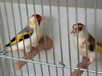 chardonneret, Animaux & Accessoires, Oiseaux | Canaris, Mâle