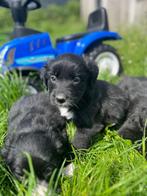 Prachtige border collie pups teefjes, Dieren en Toebehoren, Honden | Herdershonden en Veedrijvers, CDV (hondenziekte), Meerdere