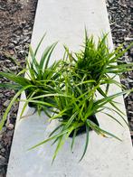 Siergrassen Carex, Tuin en Terras, Planten | Tuinplanten, Ophalen, Vaste plant, Siergrassen