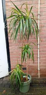 Kamerplant, Maison & Meubles, Plantes d'intérieur, Autres espèces, En pot, Enlèvement, 100 à 150 cm