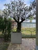 Olijfboom op stam volgroeid 2 stuks verkrijgbaar, Ophalen, Olijfboom