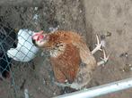 Marans hennen, Dieren en Toebehoren, Pluimvee