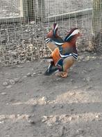 pluimvee, Dieren en Toebehoren, Pluimvee, Eend