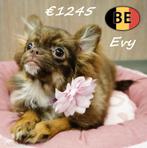 Evy – Lief en levendig Pomchi teefje te koop, Dieren en Toebehoren, Parvo, België, 15 weken tot 1 jaar, Teef