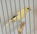Llarguet Español kanaries, Dieren en Toebehoren, Vogels | Kanaries