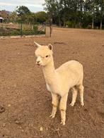 Alpaca hengst 2 jaar oud, Mannelijk, 0 tot 2 jaar