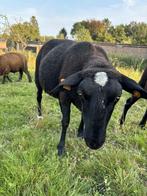 Zwartbles ooien