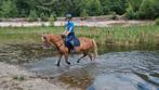 C pony merrie, Dieren en Toebehoren, Merrie, B, Dressuurpony, C pony (1.27m tot 1.37m)