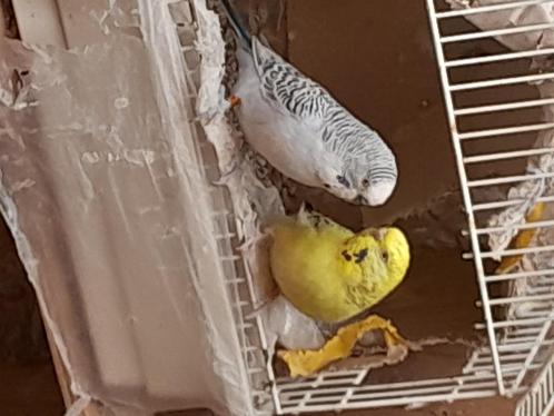 Perruche couple, Dieren en Toebehoren, Vogels | Parkieten en Papegaaien, Parkiet