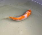Koi - kohaku - 12cm, Karper of Koi