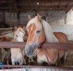 Haflinger merrie 5j stamboek, Dieren en Toebehoren, Pony's, Gechipt, Zadelmak, 3 tot 6 jaar, Recreatiepony