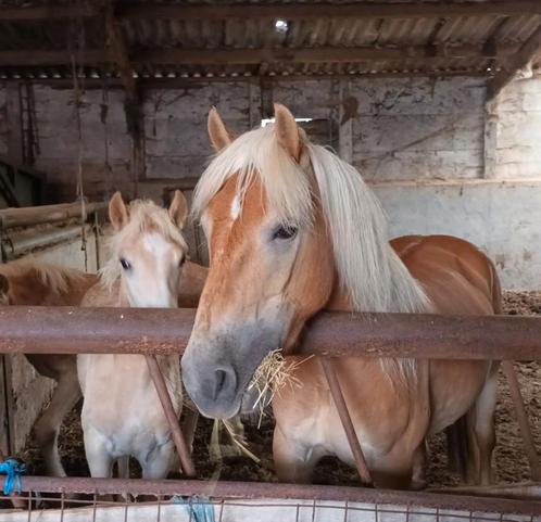 Haflinger merrie 5j stamboek, Dieren en Toebehoren, Pony's, Merrie, Zadelmak, E pony (1.48m - 1.57m), Recreatiepony, 3 tot 6 jaar