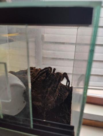 Mexicaanse roodknievogelspin tarantulla beschikbaar voor biedingen