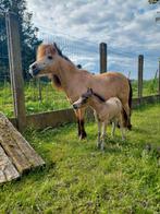 Miniatuurpaard, Dieren en Toebehoren, Pony's, Merrie, Niet van toepassing, Gechipt, 0 tot 2 jaar