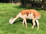 Alpaca merrie bont, Dieren en Toebehoren, Vrouwelijk