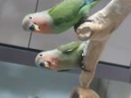 Handtamme dwergpapegaaitjes, Dieren en Toebehoren, Vogels | Parkieten en Papegaaien