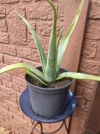 Aloë Vera planten (Jamaica), Ophalen, Vaste plant, Overige soorten, Volle zon