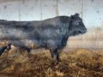 Aberdeen angus dekstier, Dieren en Toebehoren, Runderen