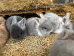 Baby konijntjes te koop, Dieren en Toebehoren, Konijnen