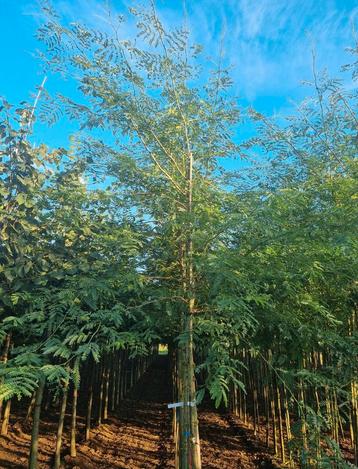 Gleditsia triacanthos, Gleditsia bomen in maten beschikbaar voor biedingen