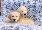 Golden retriever pups, Dieren en Toebehoren, CDV (hondenziekte), Golden retriever, 8 tot 15 weken, België