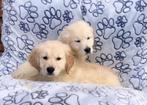 Golden retriever pups, Dieren en Toebehoren, Honden | Retrievers, Spaniëls en Waterhonden, CDV (hondenziekte), Golden retriever