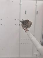 Jonge Sijs pop 2025, Dieren en Toebehoren, Vrouwelijk, Wildzangvogel, Geringd