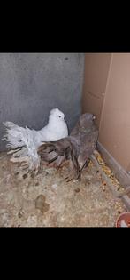 Queue de paon indien, Animaux & Accessoires, Oiseaux | Pigeons, Autres espèces